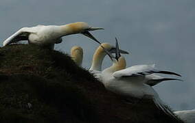 Northern Gannet