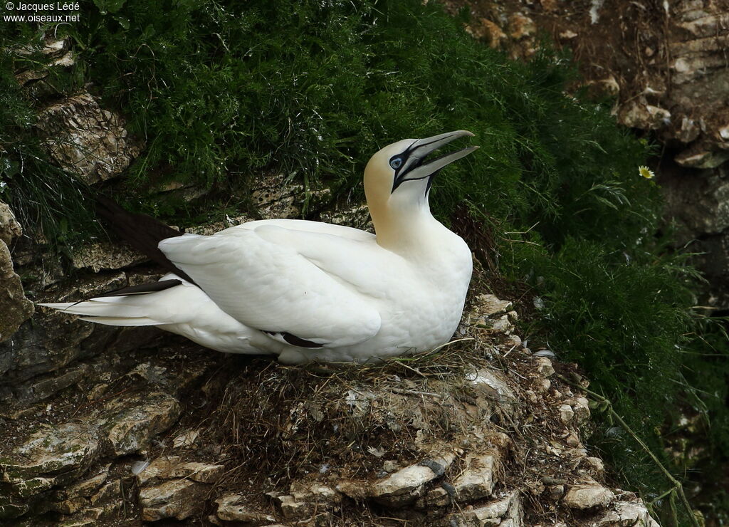 Northern Gannet