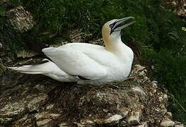 Northern Gannet