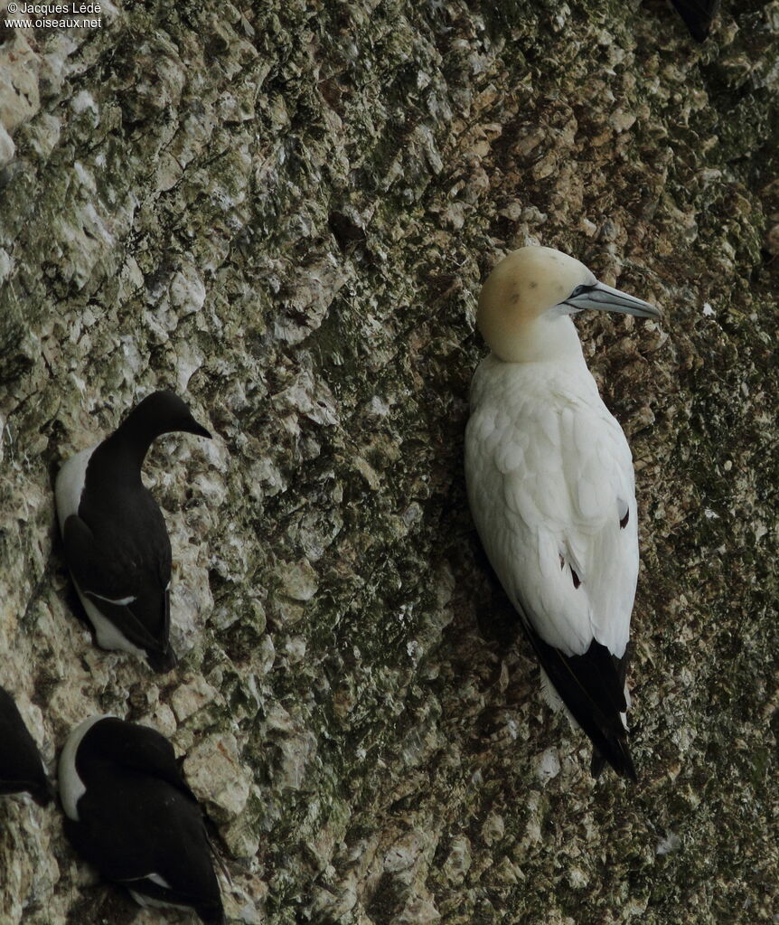 Northern Gannet