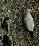 Northern Gannet