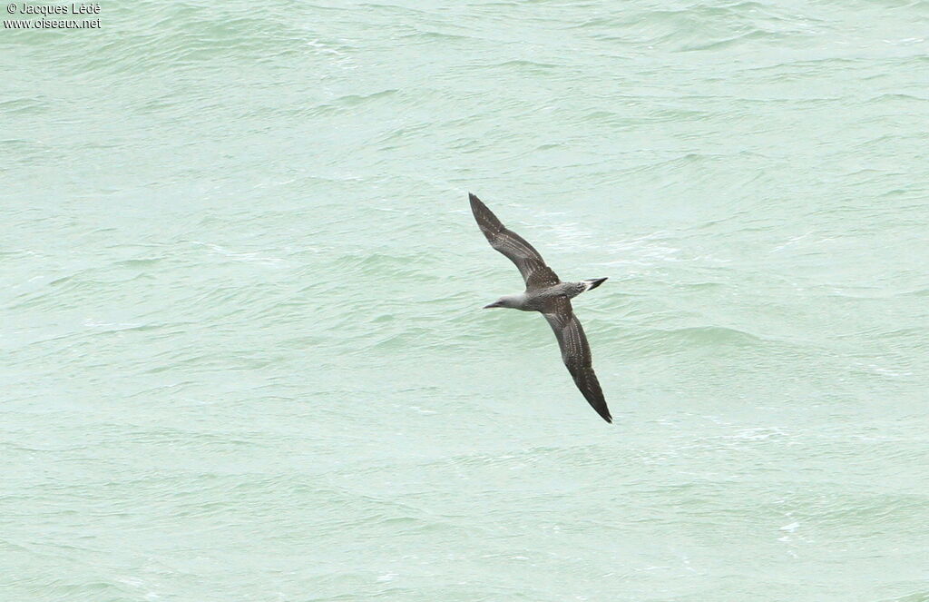 Northern Gannet