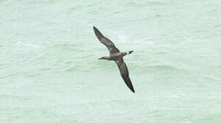 Northern Gannet