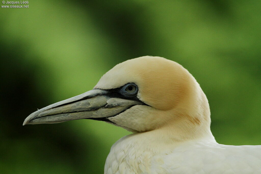 Northern Gannet