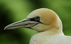 Northern Gannet