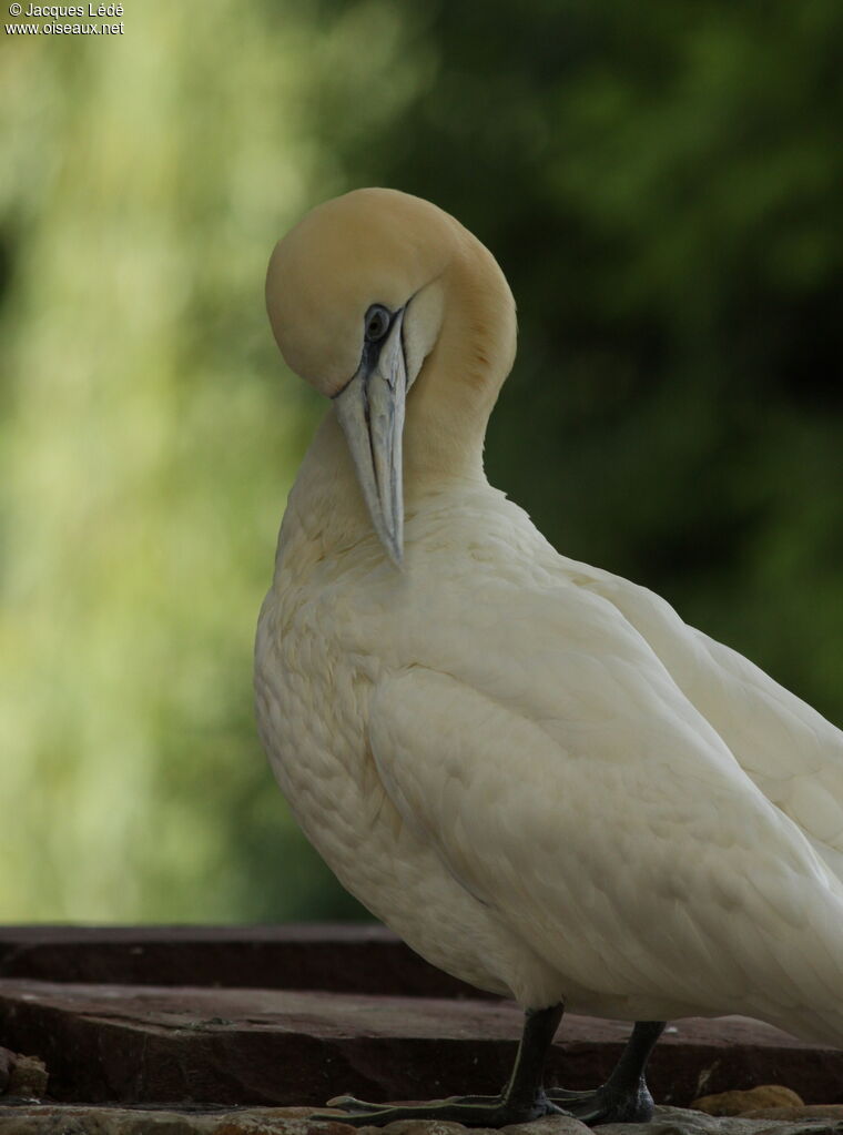 Northern Gannet