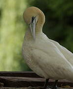 Northern Gannet