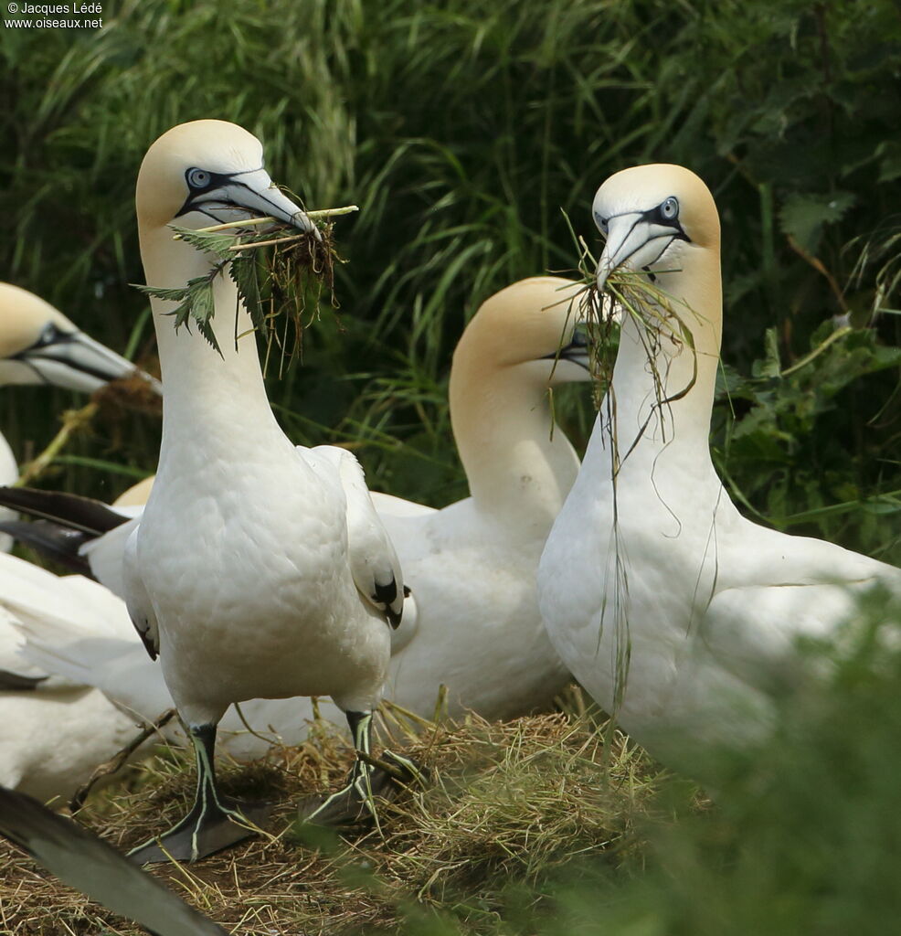 Northern Gannet