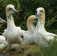 Northern Gannet