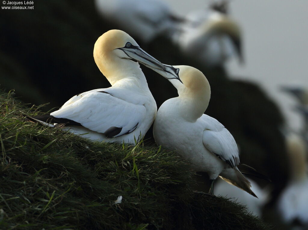 Northern Gannet