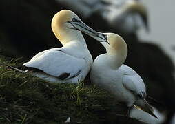 Northern Gannet