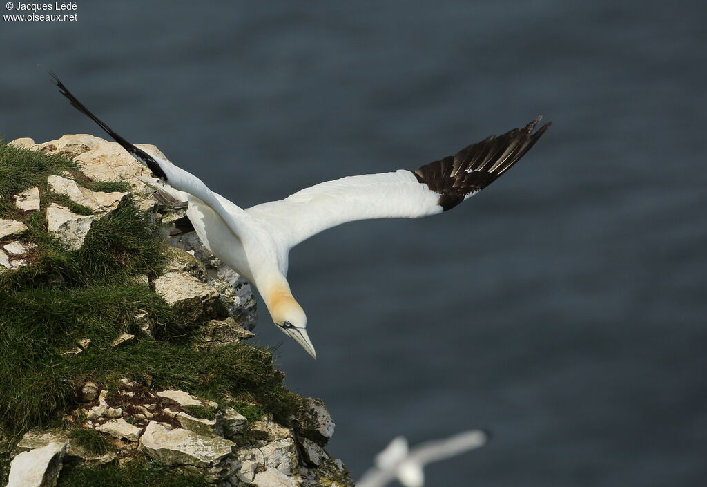 Northern Gannet