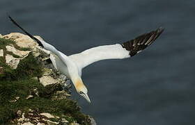 Northern Gannet