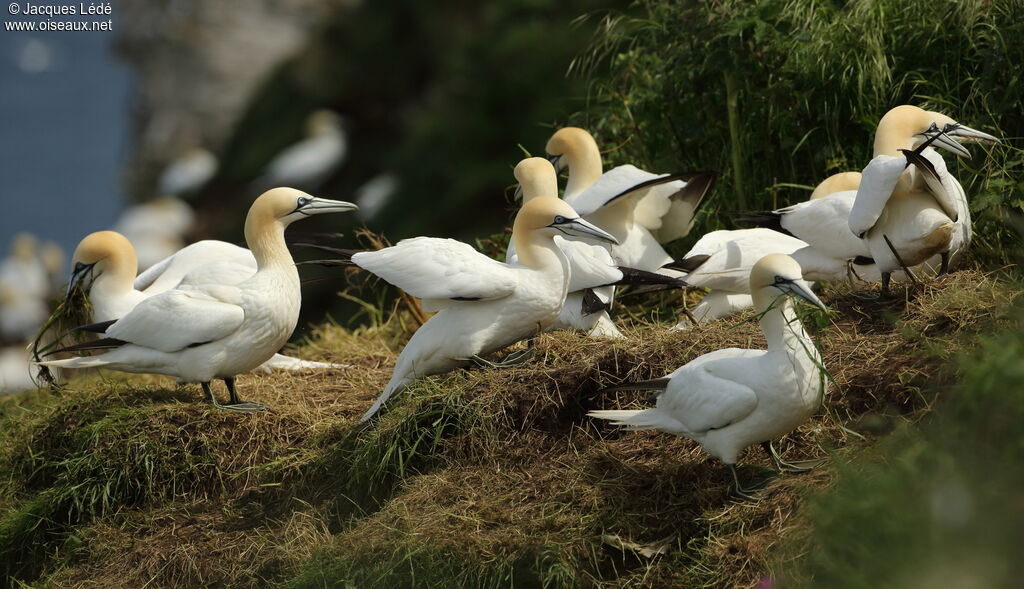 Northern Gannet