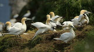 Northern Gannet