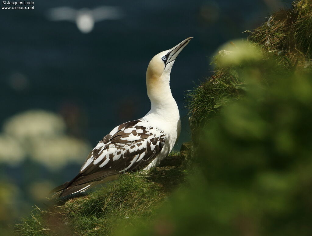 Northern Gannet