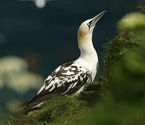 Northern Gannet