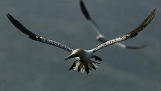 Northern Gannet