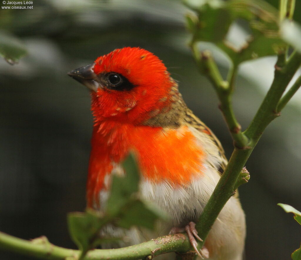 Foudi rouge