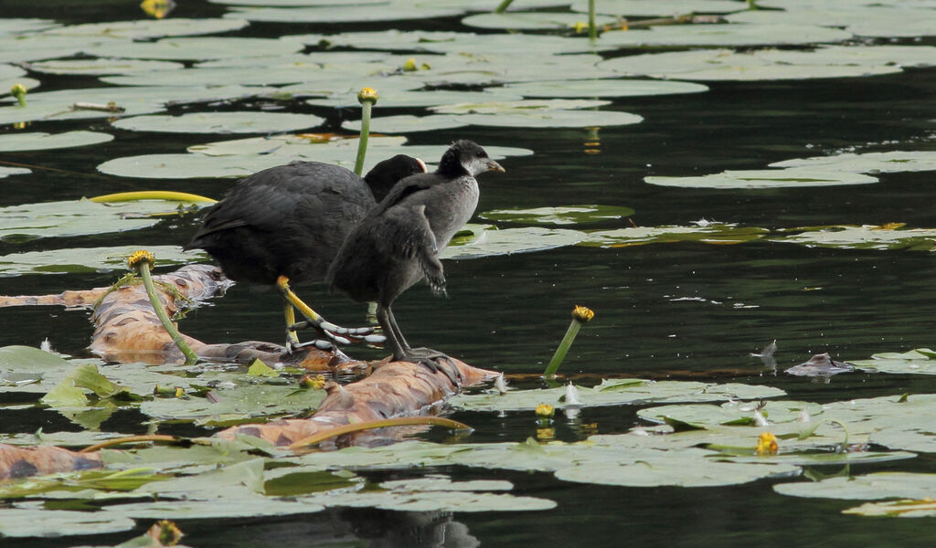 Eurasian Coot