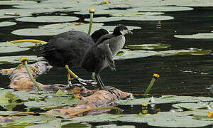 Eurasian Coot