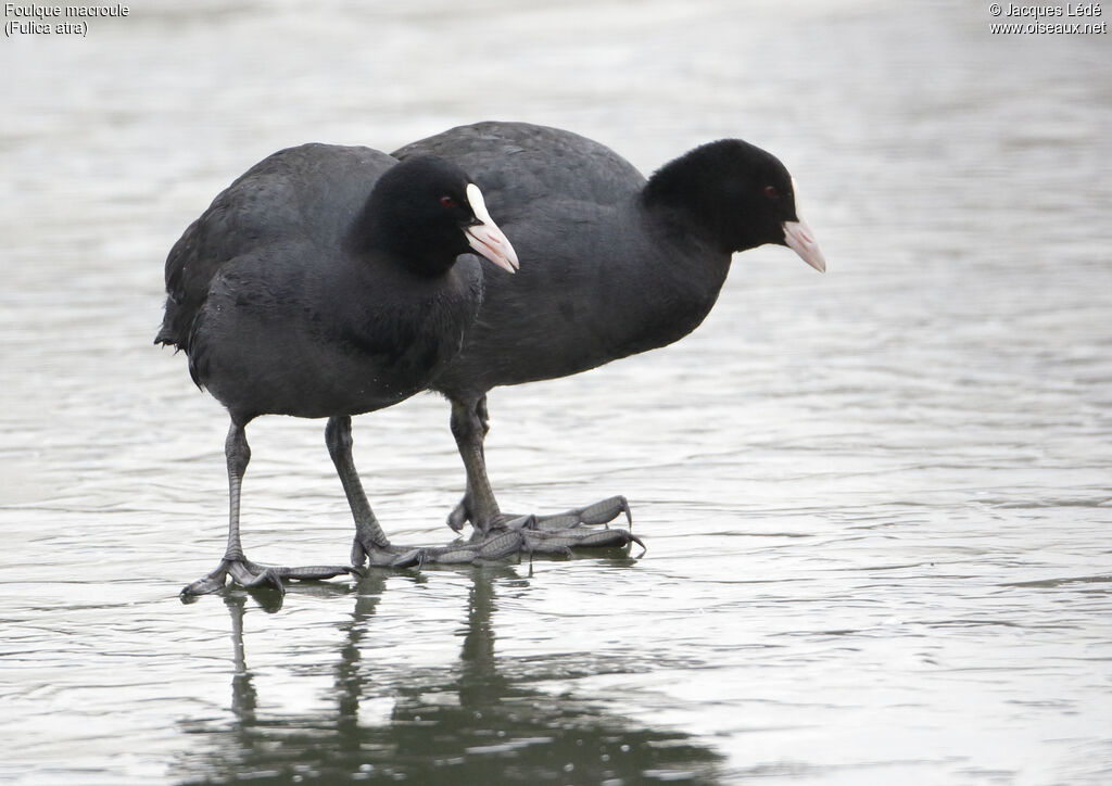 Eurasian Coot