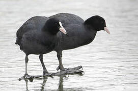 Eurasian Coot