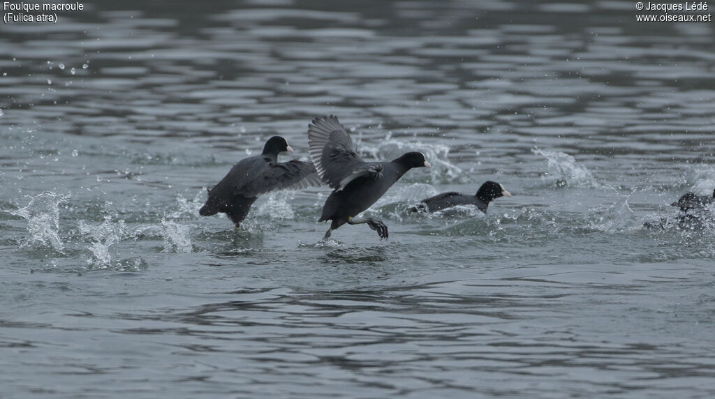 Eurasian Coot