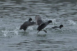 Eurasian Coot