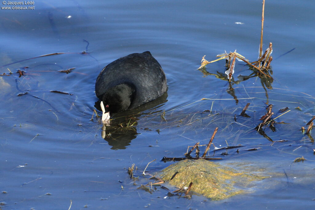 Eurasian Coot