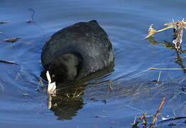 Eurasian Coot