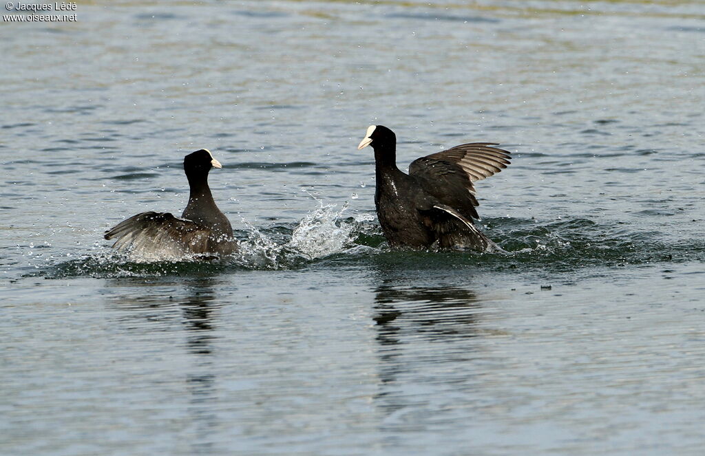 Eurasian Coot