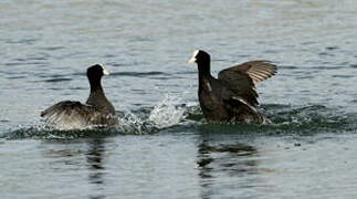 Eurasian Coot