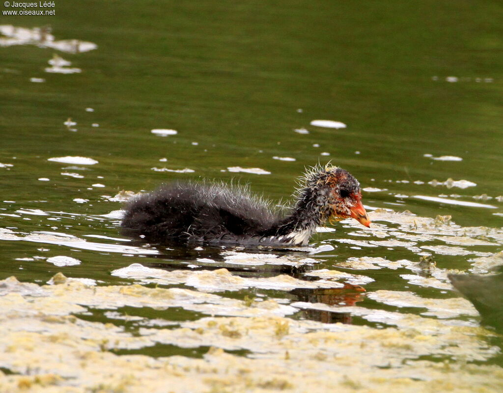 Eurasian Coot