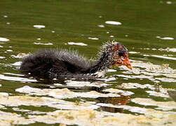 Eurasian Coot