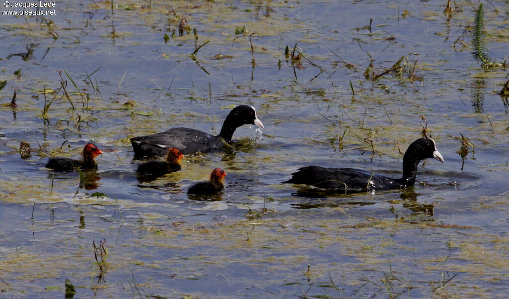 Eurasian Coot