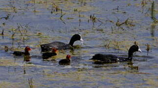 Eurasian Coot