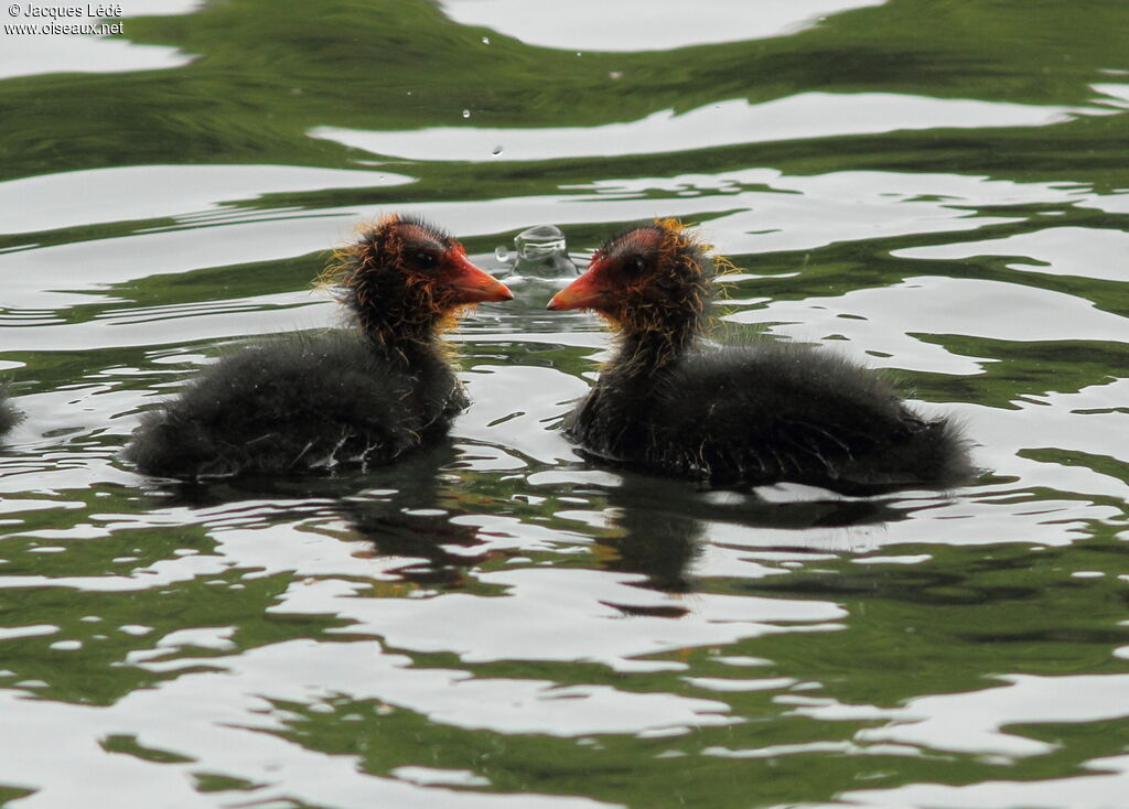 Eurasian Coot