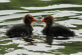 Eurasian Coot