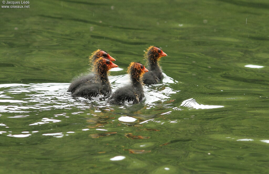 Eurasian Coot