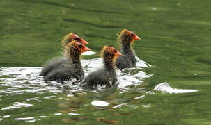 Eurasian Coot