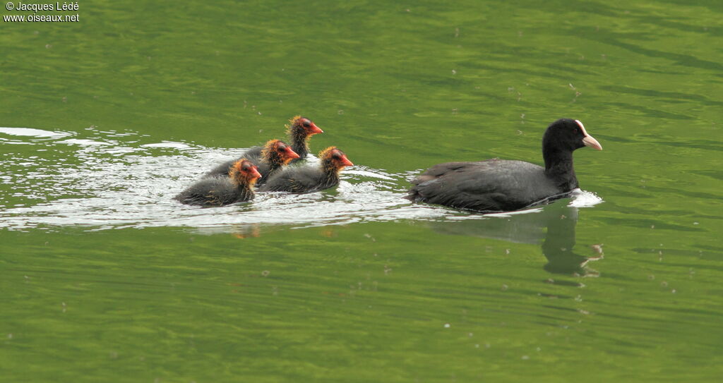 Eurasian Coot