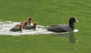 Eurasian Coot