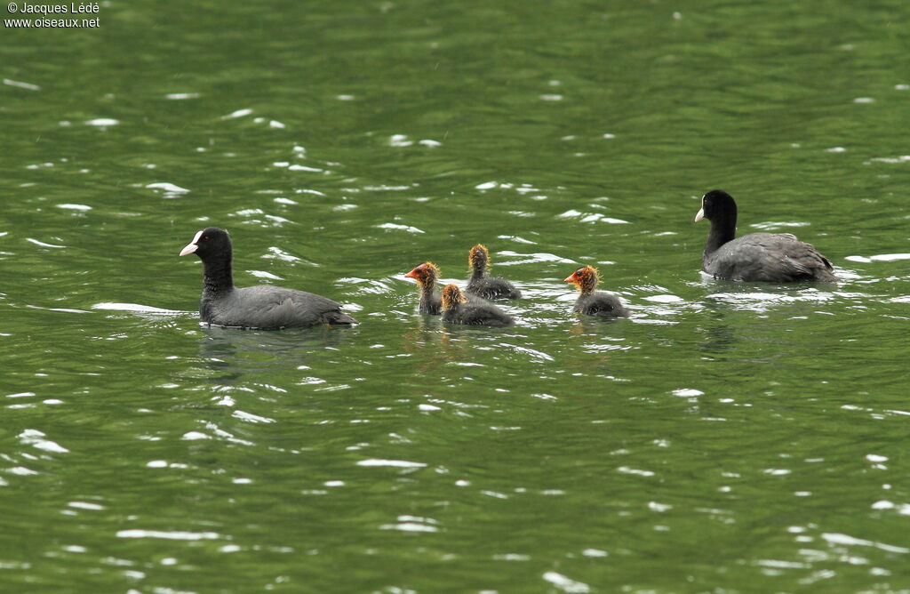 Eurasian Coot