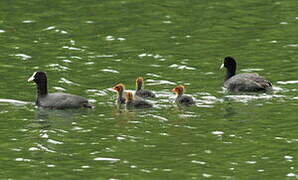 Eurasian Coot