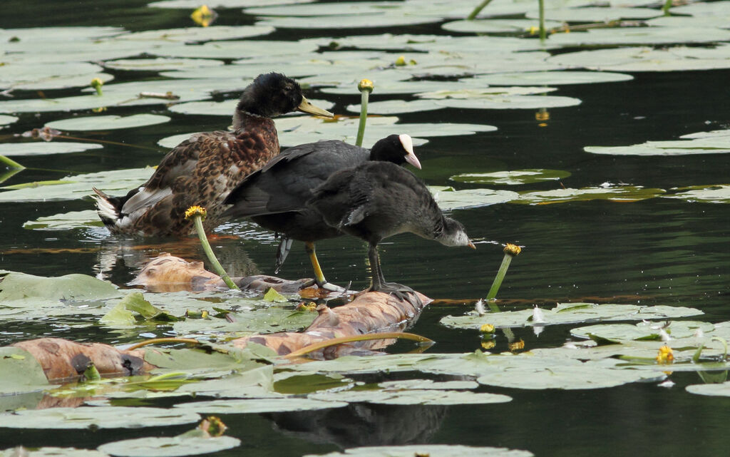 Eurasian Coot