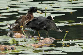 Eurasian Coot