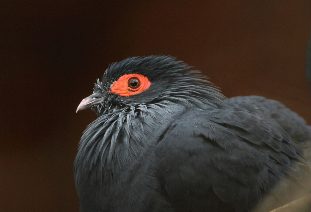 Madagascan Blue Pigeon