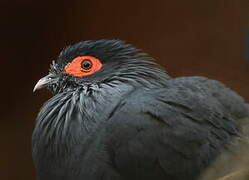 Madagascar Blue Pigeon