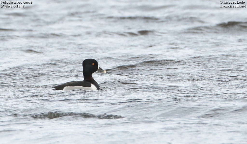 Ring-necked Duck